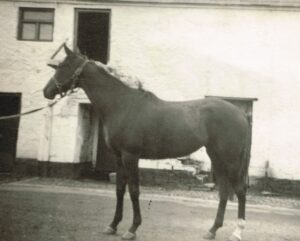 Clover Mary horse which our mother Lettice […] 1947