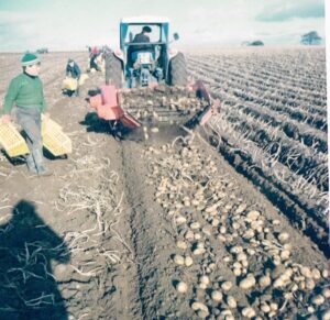 Lifting tatties